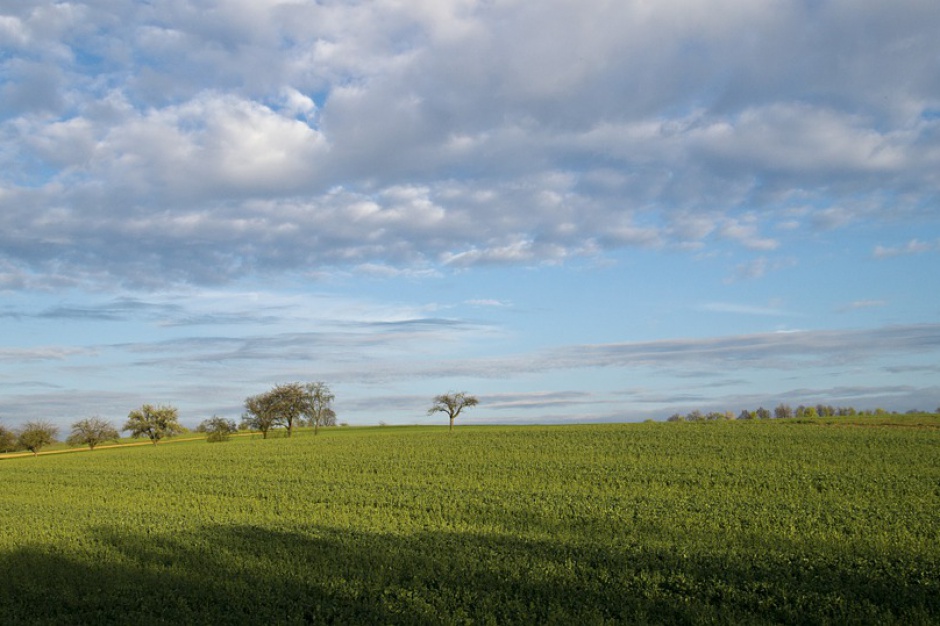 Fot. Pixabay Piotrków Trybunalski sprzedał kolejną działkę