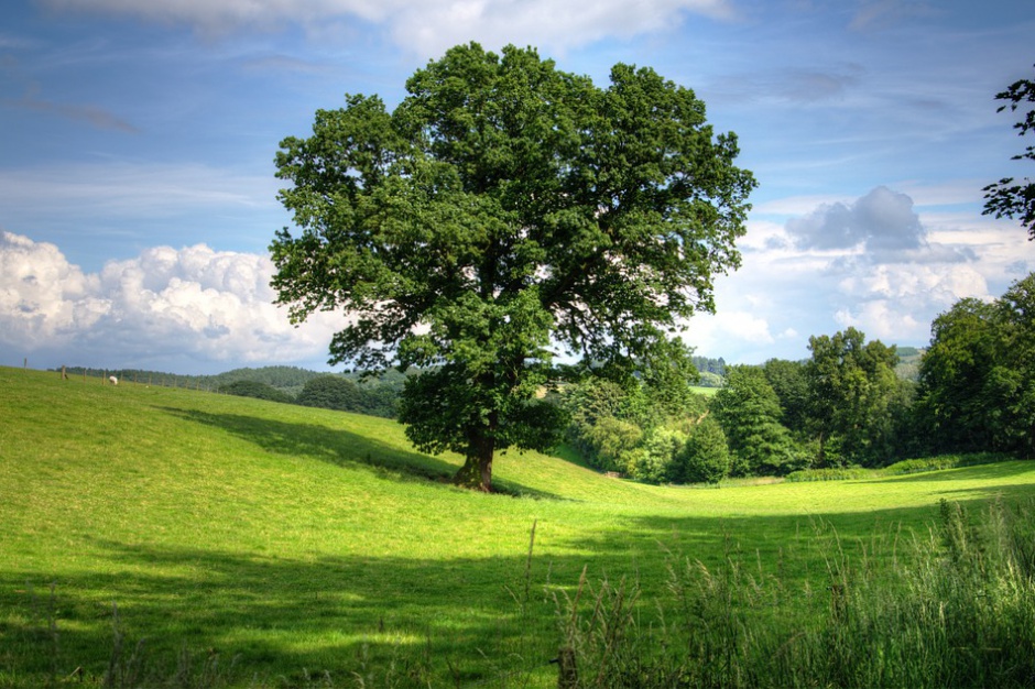 fot. Pixabay Warmia i Mazury: Kryzys na rynku sprzedaży ziemi