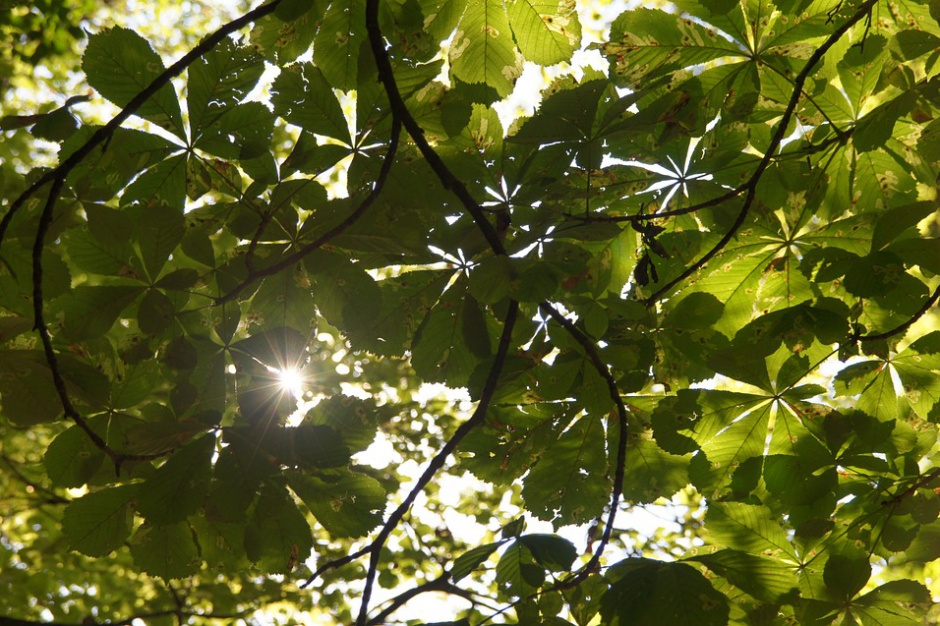 Fot. Pixabay W Szczecinie powstaną kolejne zielone podwórka