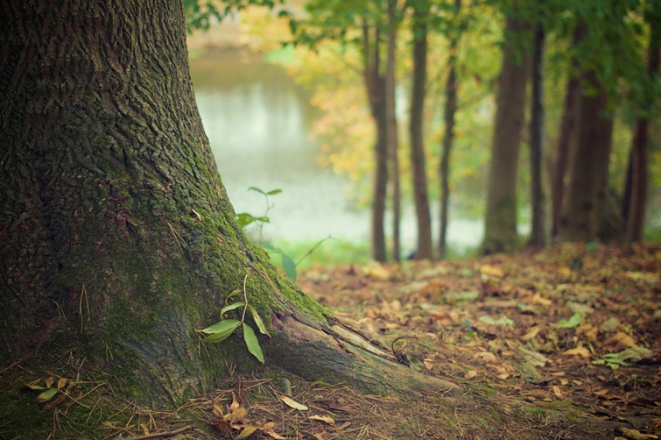 fot. Pixabay Grunty leśne na nowych zasadach