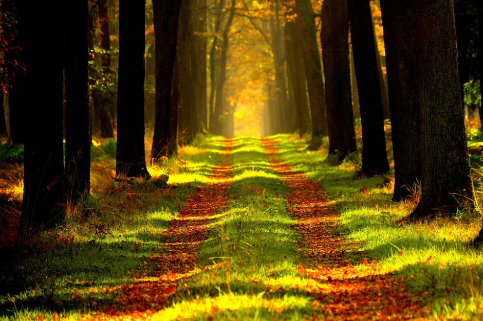 Fot. Pixabay Państwo przejmie zalesioną działkę?