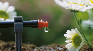Jak oszczędzać wodę w ogrodzie?