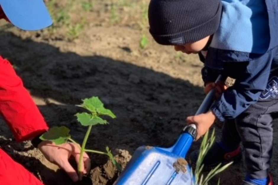 Drzewo tlenowe to specjalna roślina, która dobrze adaptuje się do trudnych i zmiennych warunków atmosferycznych. Fot. mat. pras. Robyg rozdaje drzewka w Gdańsku
