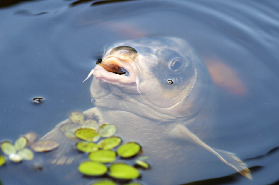 Ceny mieszkań rosły wolniej niż wigilijnego karpia. Fot. Pixabay/DanielWanke Karp zdrożał bardziej niż mieszkania